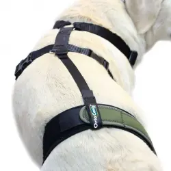 Sujeción Lumbar + arnés para Protector de Rodilla Canino, Cinta y Arnés