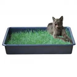 Petground, Arenero para gatos, Cama de Césped natural, Hierba gatera, Alfombra olfativa, XXL