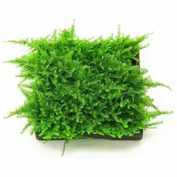 Tropica Iberia planta Vesicularia Montagnei 'Christmas moss'