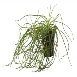 Planta acuario Littorella Uniflora