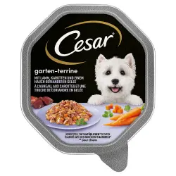 Cesar en tarrinas 14 x 150 g - Cordero, zanahorias y cilantro en gelatina