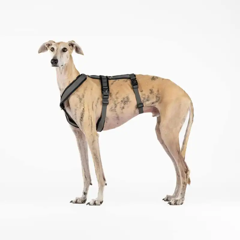 Arnés de 3 Puntos Antiescape Antitirones - Ideal para Lebreles: Galgo Italiano, Whippet, Galgo, Podenco - Seguro, Transpirable y Duradero - Perfecto para Caminar, Entrenar y Correr - ANTRACITA, XS