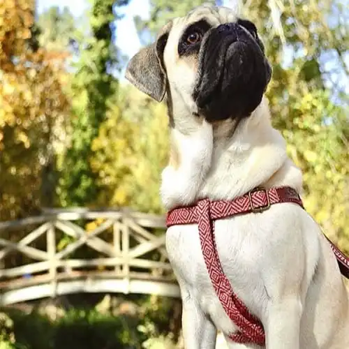 Arnés Mambo hecho a mano para perros color Multicolor