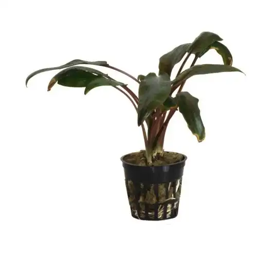 Planta Cryptocoryne Undulata "Broad leaves" para acuarios