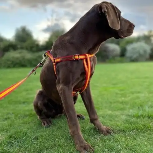 Arnés España hecho a mano para perros color Multicolor